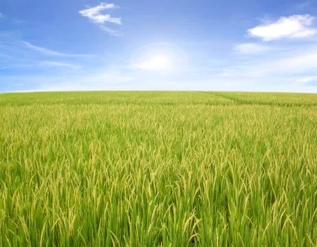 Green rice fields Stock Photos