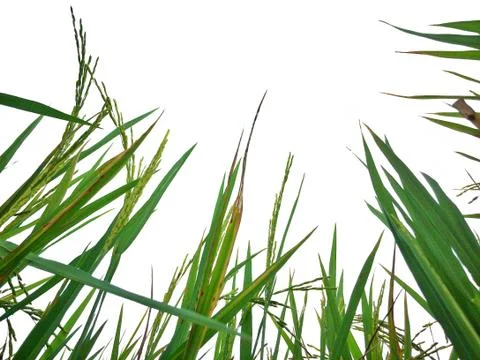 Green rice fields Stock Photos