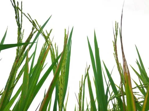 Green rice fields Stock Photos