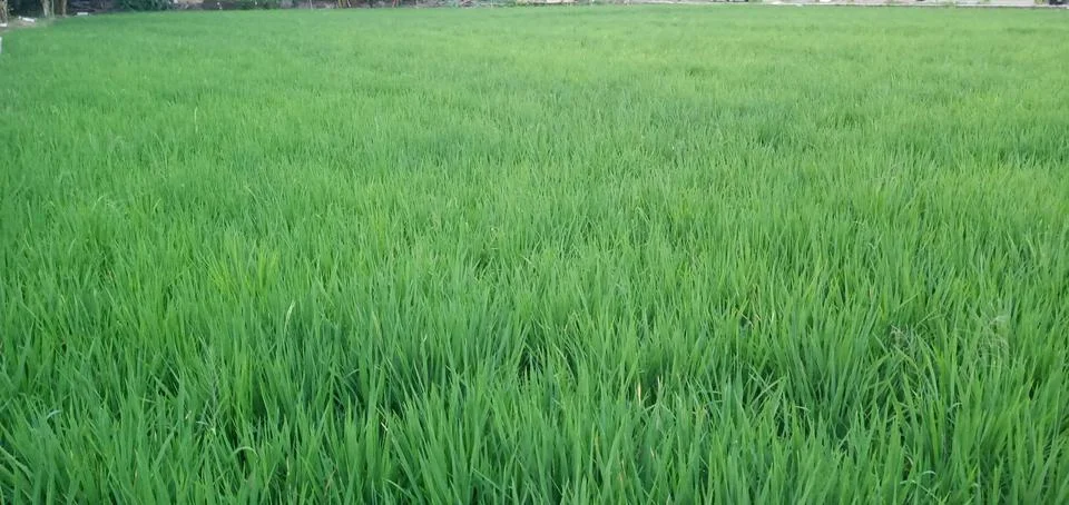 Green Rice Fields Stock Photos