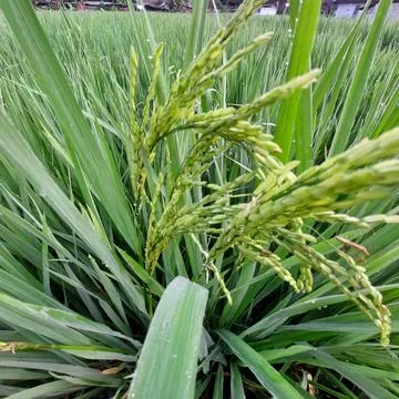 Green rice in the fields Stock Photos