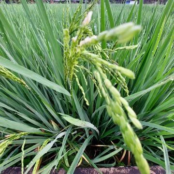 Green rice in the fields Stock Photos