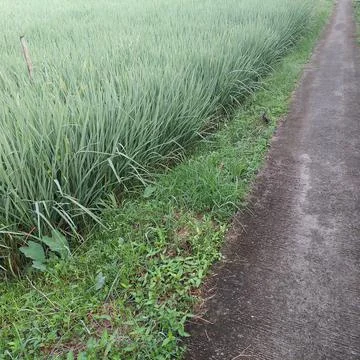 Green rice in the fields Stock Photos