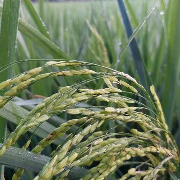 Green rice in the fields Stock Photos