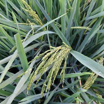 Green rice in the fields Stock Photos