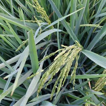 Green rice in the fields Stock Photos