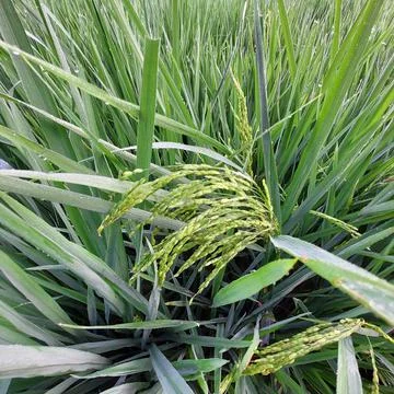 Green rice in the fields Stock Photos