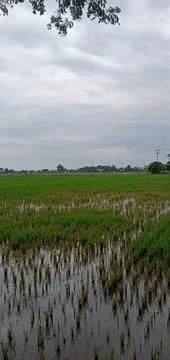 Green Rice Fields Stock Photos
