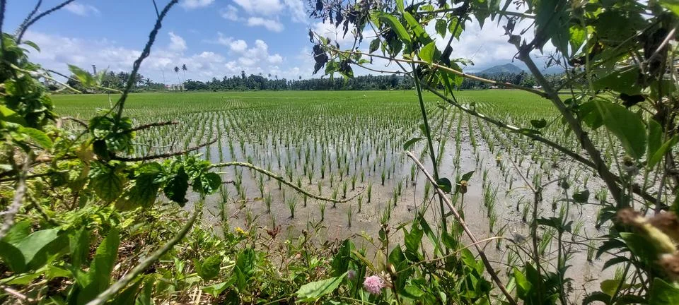 Green rice fields Stock Photos