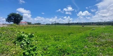 Green rice fields Stock Photos