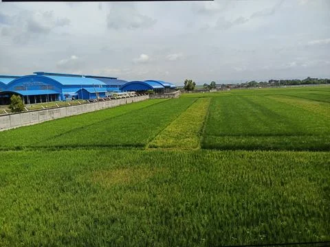 Green rice fields Stock Photos