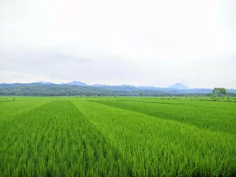 Green rice fields Stock Photos