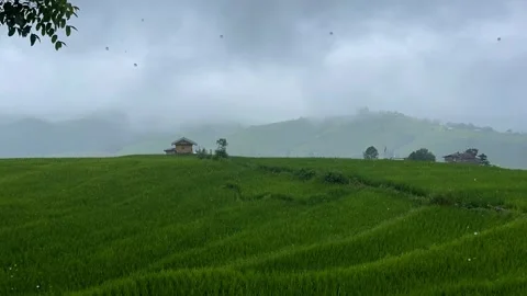 Green rice fields with rain Video stock 252702253