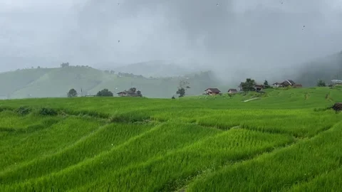 Green rice fields with rain Video stock 252702394