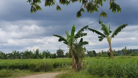 Green rice fields with rice plants Video stock 329359058