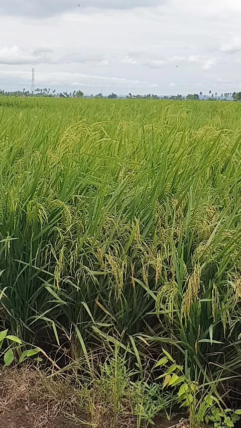 Green rice fields with rice plants Stock Footage 329359556