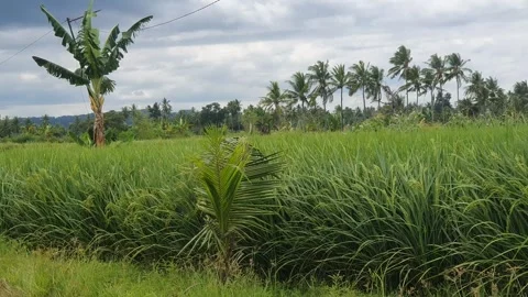 Green rice fields with rice plants Stock Footage 329359825