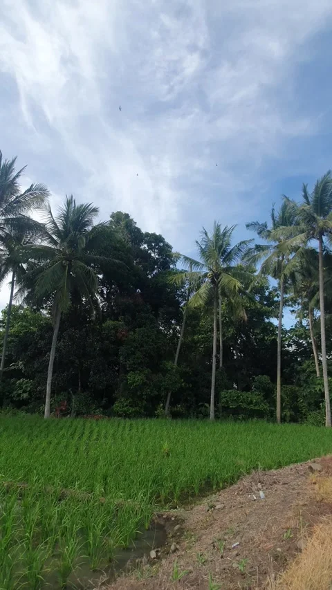 Green rice fields in rural areas Stock Footage 325284924