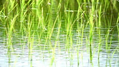 Green rice fields, rural summer Stock Footage 325645086