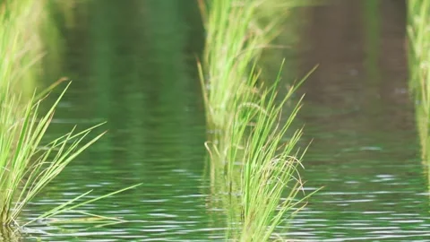 Green rice fields, rural summer Video stock 325645128