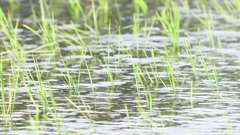 Green rice fields, rural summer Stock Footage 325645184