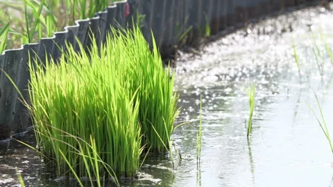 Green rice fields, rural summer Stock Footage 325645248
