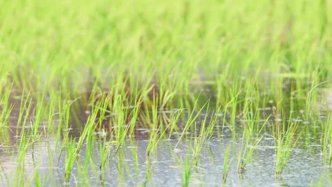 Green rice fields, rural summer Stock Footage 325645471