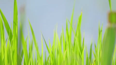 Green rice fields, rural summer Stock Footage 325645472