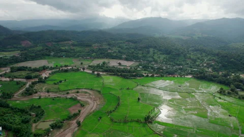 Green rice fields, the seedlings that are growing Stock Footage 305972954