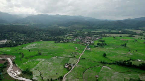Green rice fields, the seedlings that are growing Stock Footage 305972992