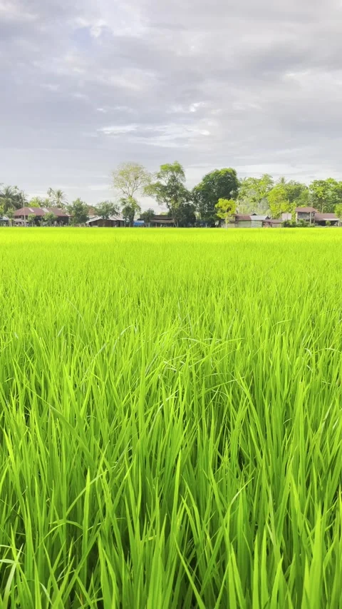 Green rice fields in spring morning. Green plants in the rice fields. 스톡 동영상 282760498