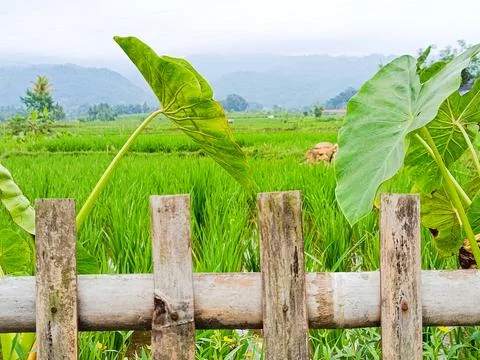 Green rice fields stretch toward distant hills, framed by large taro leaves Stock Photos