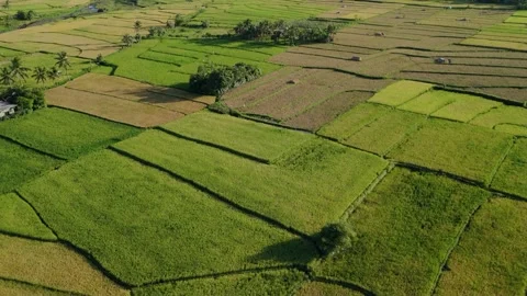 Green rice fields stretch under bright skies with Mayon Volcano in the distance. 스톡 동영상 333993460