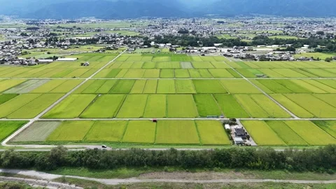 Green rice fields stretch under clear skies Stock Footage 343255226