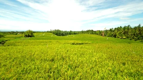 Green rice fields with sun flare, combine harvesting ripe rice fields Stock Footage 256730232