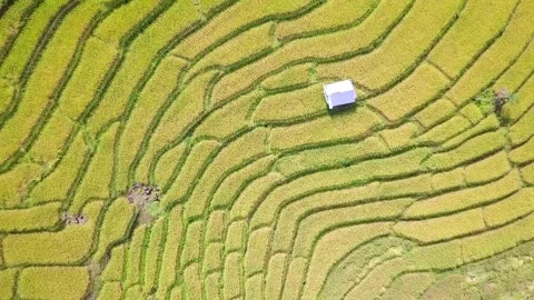 Green rice fields with sun flare, combine harvesting ripe rice fields Stock Footage 256736338