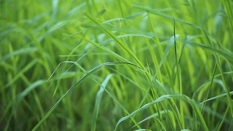 Green rice fields swaying in the wind. Stock Footage 115423519
