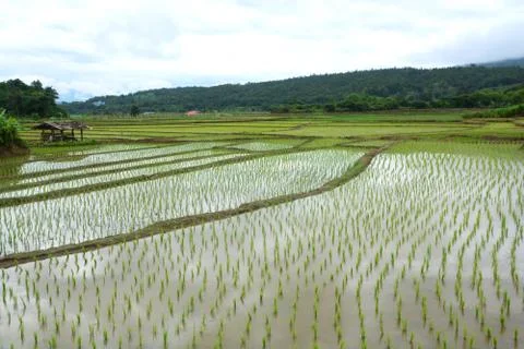Green Rice fields on terraced of  Mae Chaem, Chiang Mai, Thailand Stock Photos