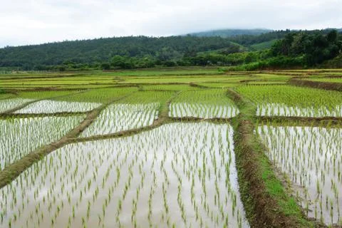 Green Rice fields on terraced of  Mae Chaem, Chiang Mai, Thailand Stock Photos
