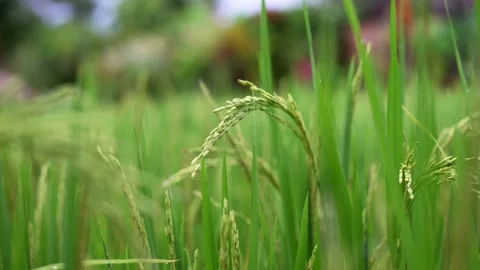 Green rice fields texture of ears close-up. Stock Footage 222065274