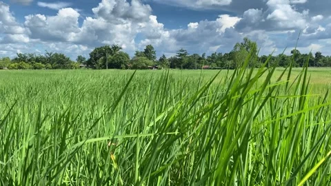 Green rice fields in Thailand Video stock 250789142