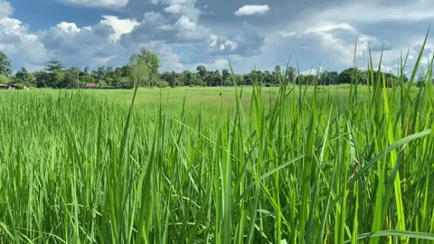 Green rice fields in Thailand Video stock 250789185