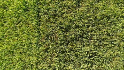 Green rice fields, top view Stock Footage 93862331