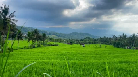 Green rice fields under a dramatic cloudy sky in Bali Stock Footage 338311669