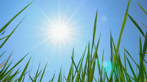 Green rice in the fields under the sun with sunlight shining Stock Footage 142677898