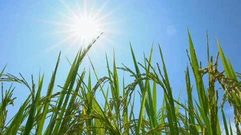 Green rice in the fields under the sun with sunlight shining Stock Footage 142677960