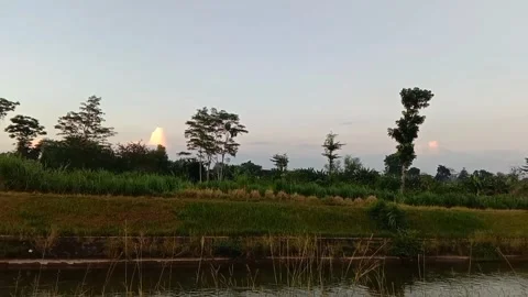 Green rice fields under the sunset. 스톡 동영상 335697398