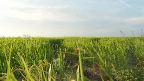 Green rice fields in Valencia. Spanish rice crops. Countryside plantation. Stock Footage 120244517