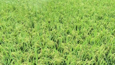 Green rice fields, a vibrant and fertile agricultural landscape. video Video stock 308178449