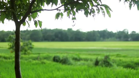 Green rice fields viewed beneath a leafy tree in a peaceful rural countryside 스톡 동영상 339759360